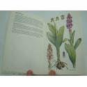 WILLIAMS/ARLOTT orchideen europas mit nordafrika und kleinasien 1979 BLV