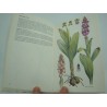WILLIAMS/ARLOTT orchideen europas mit nordafrika und kleinasien 1979 BLV WILLIAMS/ARLOTT orchideen europas mit nordafrika und kleinasien 1979 BLV