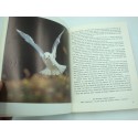 BOUTINOT oiseaux mes amis 1973 Rossel Edition - Naturalisme
