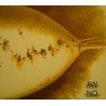 LAMBCHOP awcmon - nonoyoucmon COFFRET 2 CD 2004 RARE EX++ LAMBCHOP awcmon - nonoyoucmon COFFRET 2 CD 2004 RARE EX++